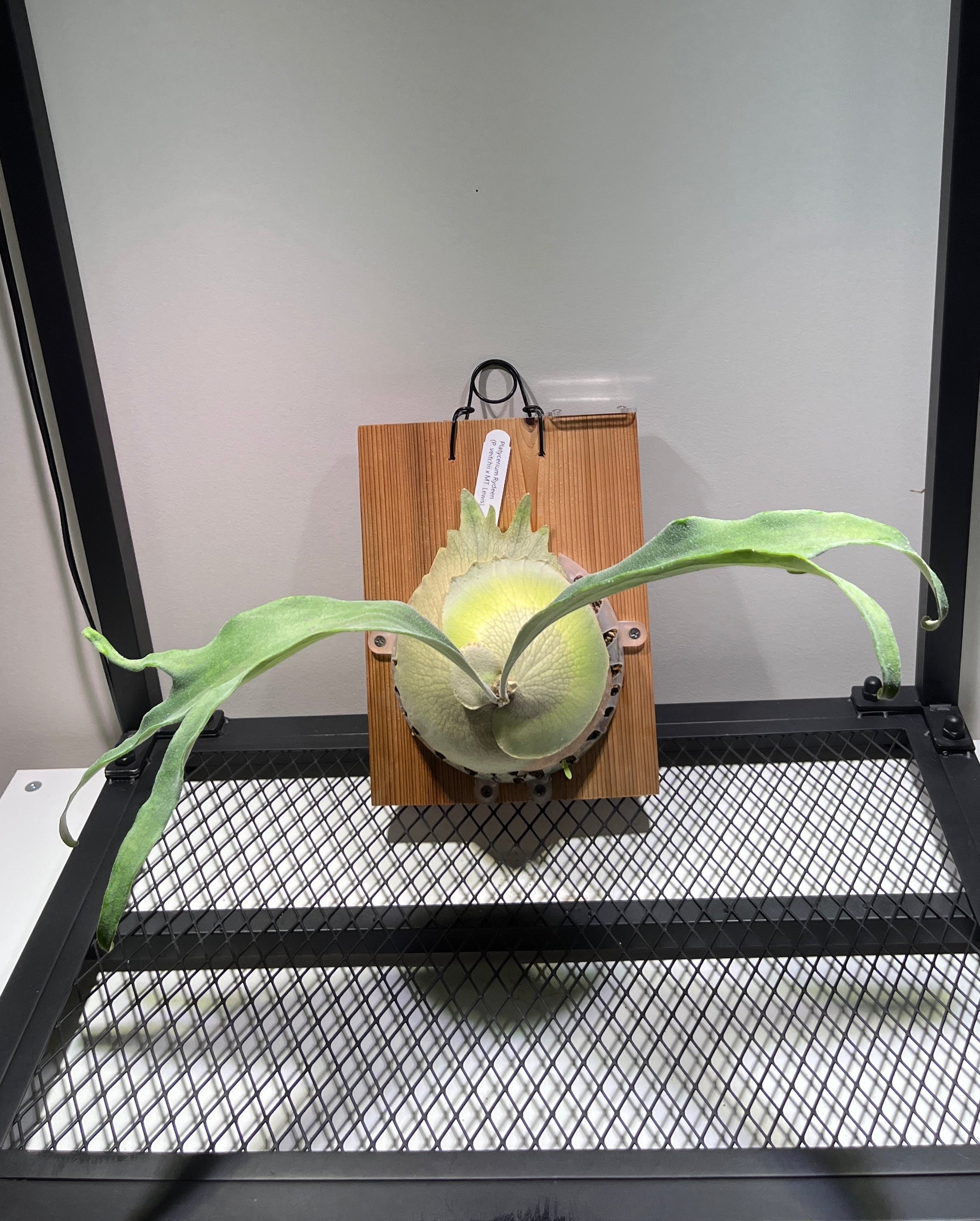 Rydeen – Platy & Co