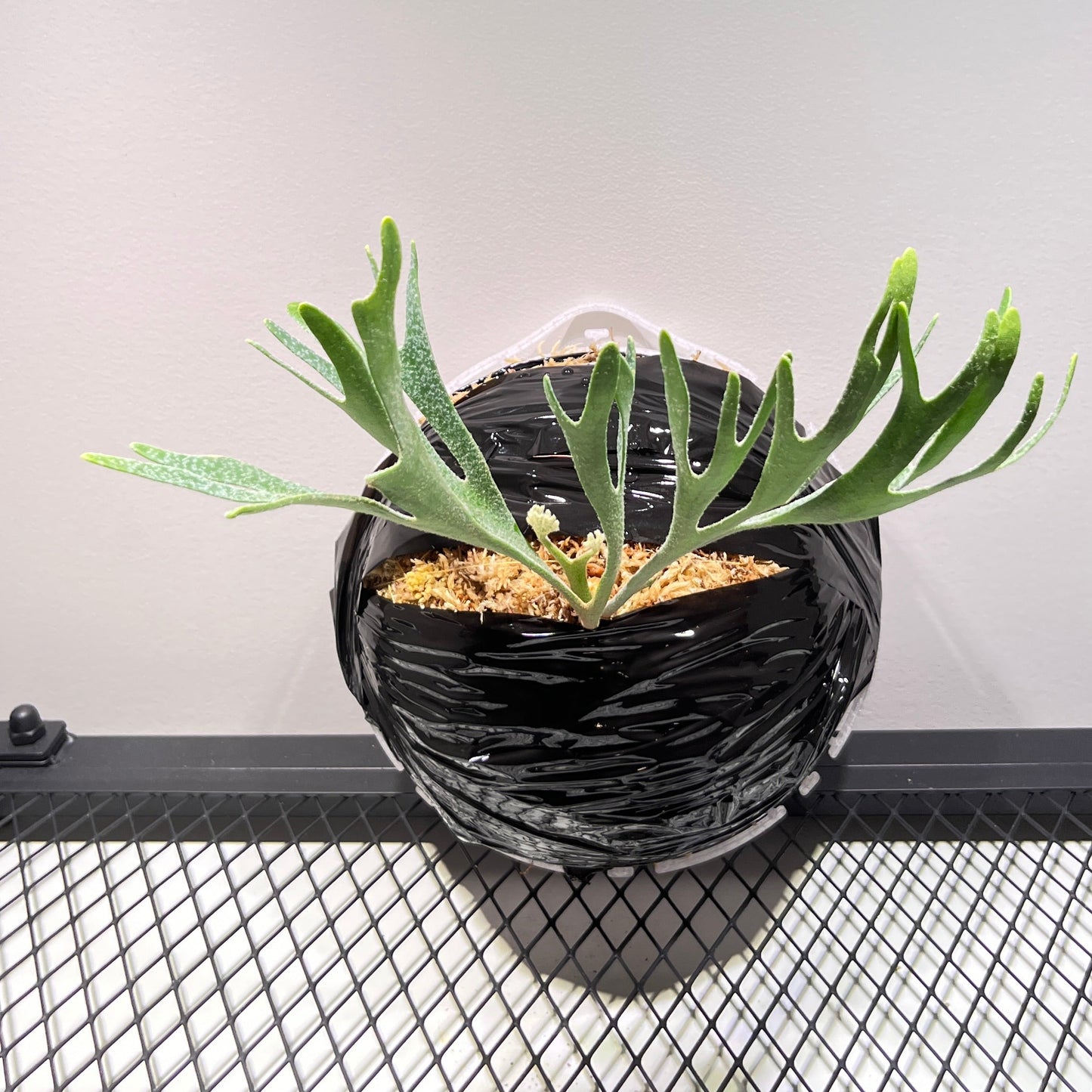 Kitkashkood “thin”