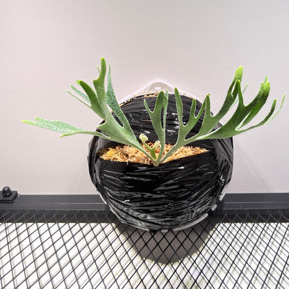 Kitkashkood “thin”