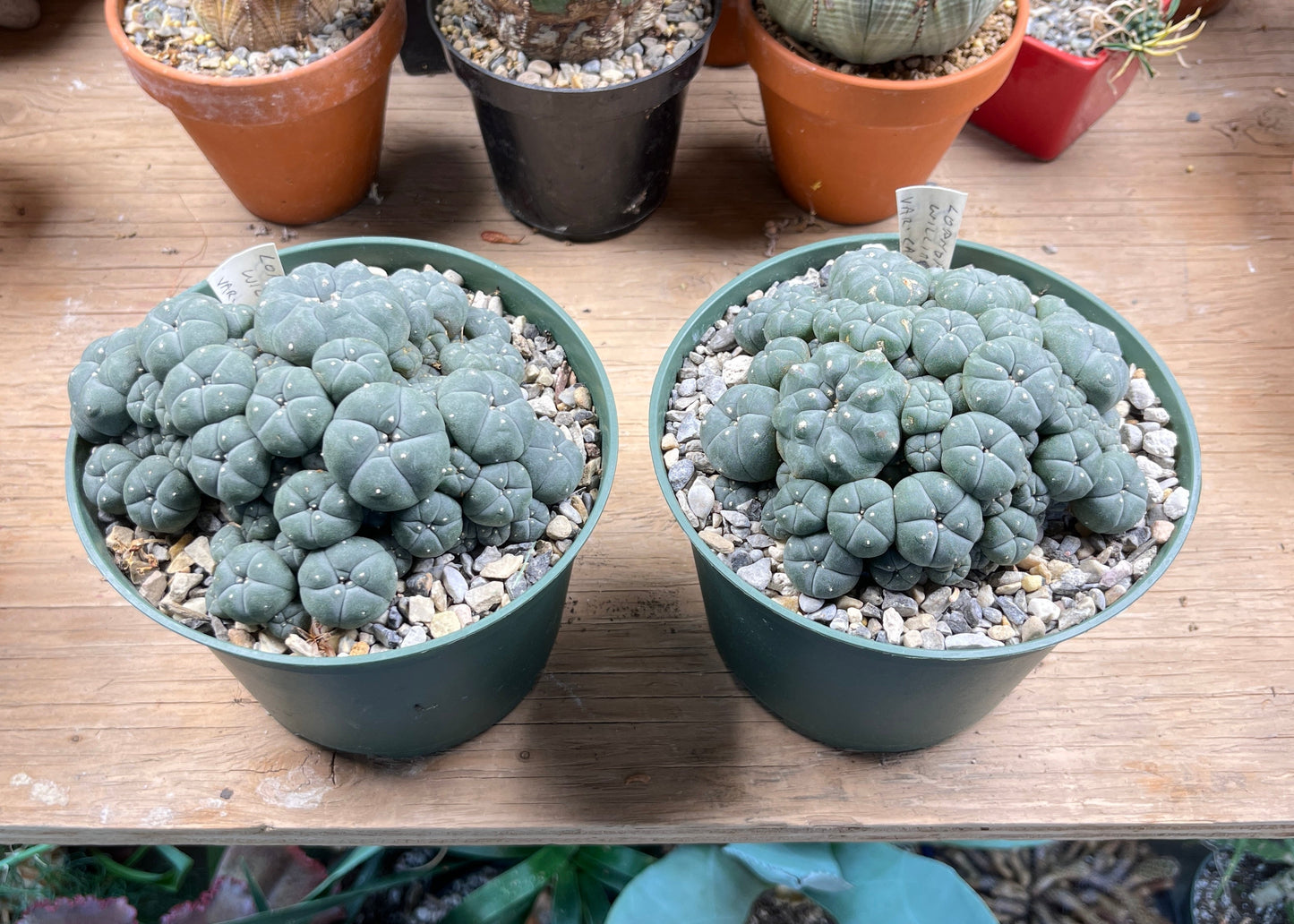 Lophophora williamsii var. caespitosa - The Desert's Secret Society