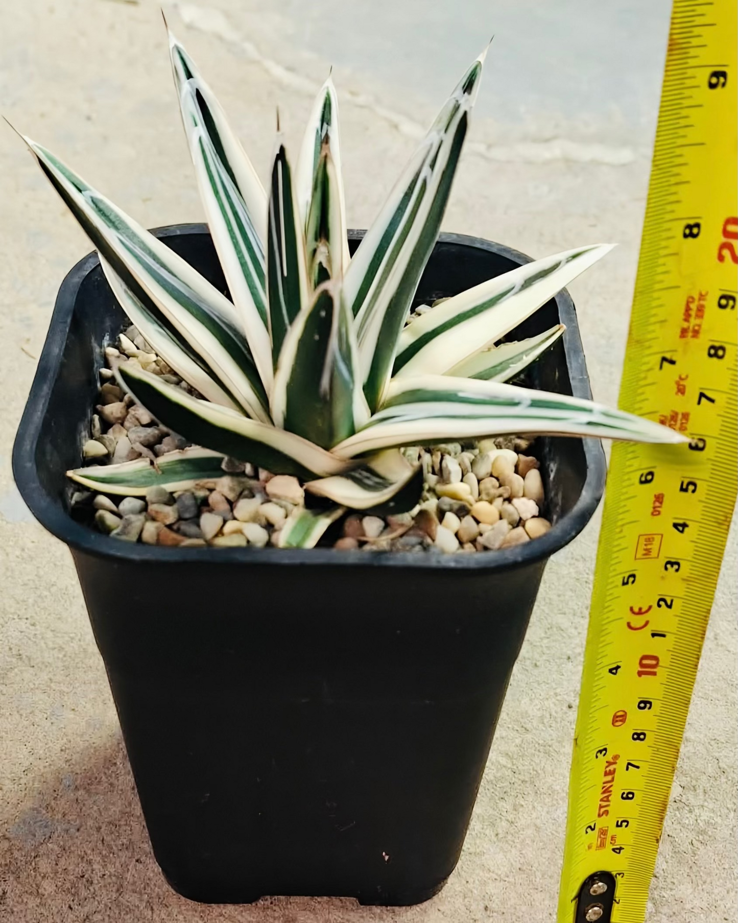 Agave victoriae reginae “white rhino”