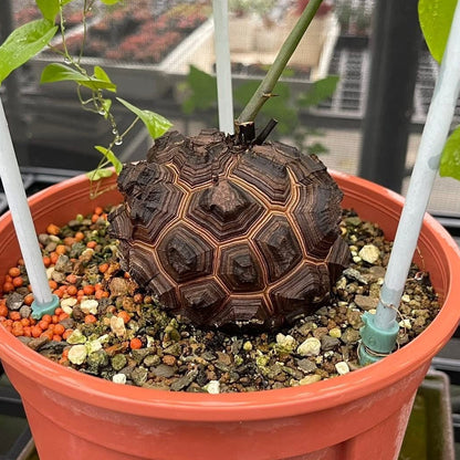 Dioscorea Elephantipes: The Living Sculpture Your Collection Needs