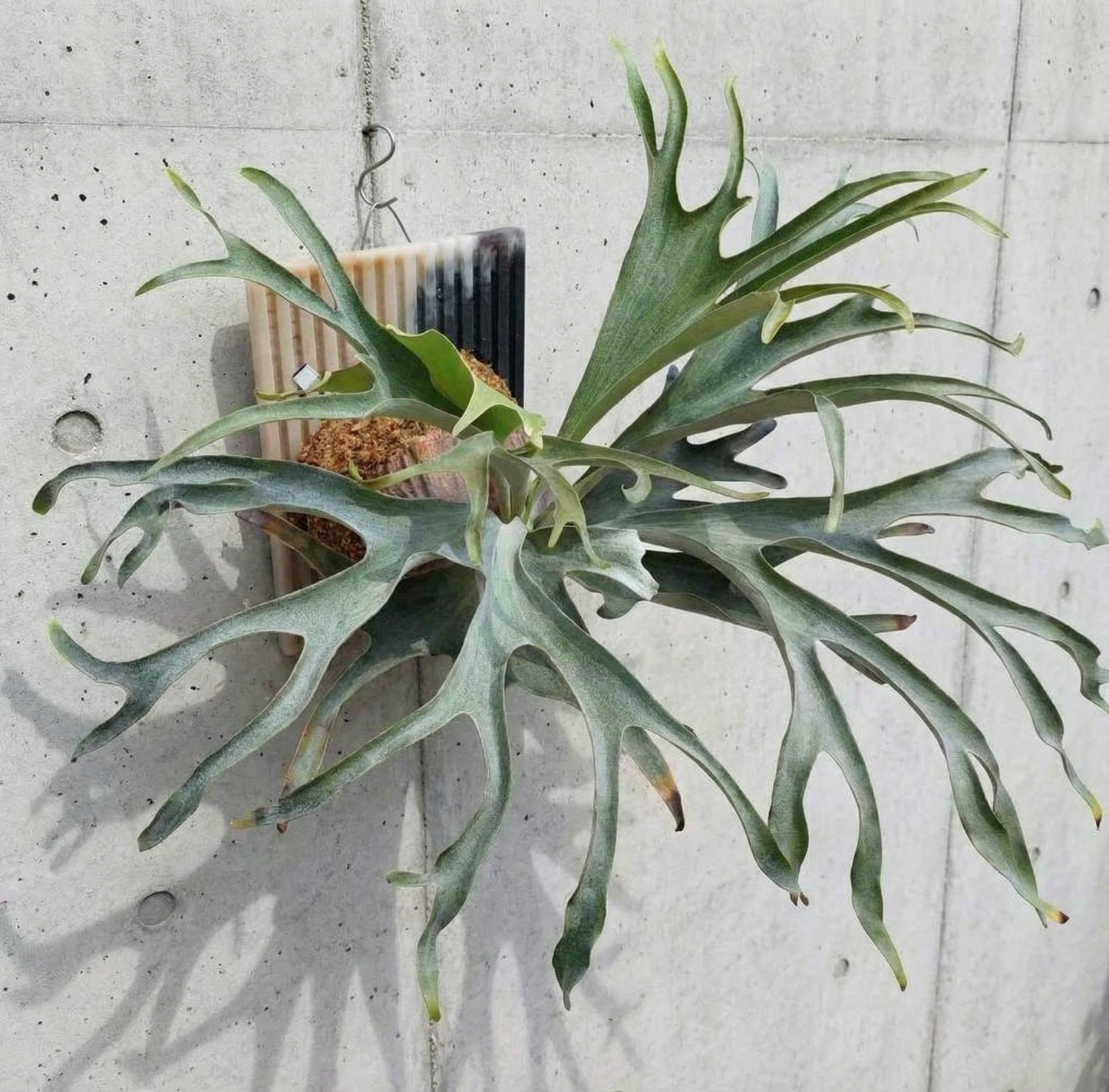 ビカクシダ p.alcicolne madagascar 'gorgon' p.alcicolne madagascar 'gorgon' 【公式通販】