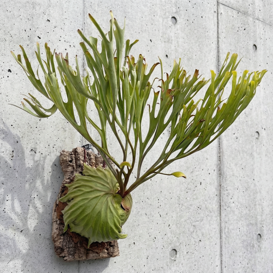 Ridleyi "Pakarang" - Coral Form Staghorn