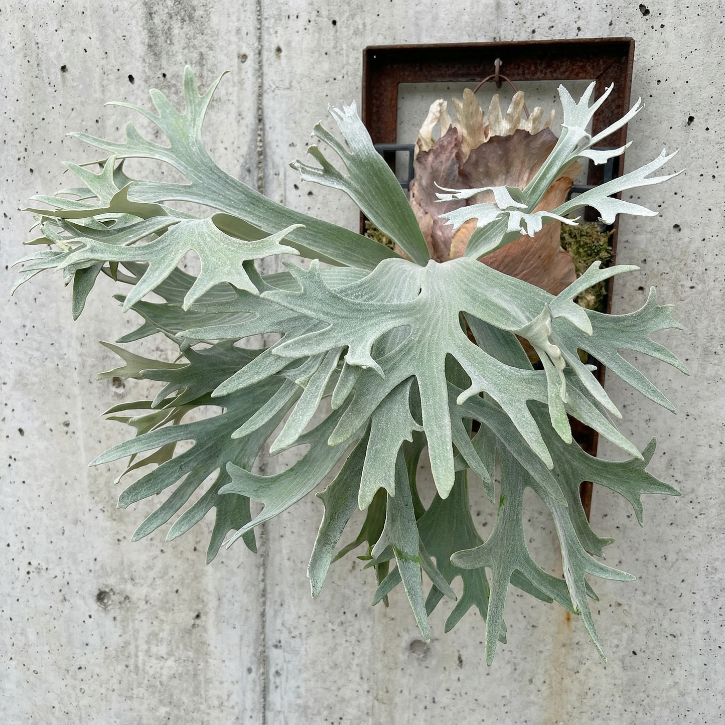 Bifurcatum SP. White