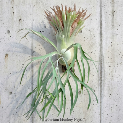 Platycerium « Singe du Nord »