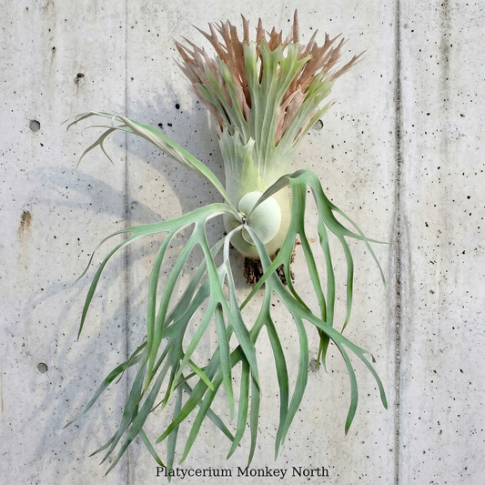 Platycerium « Singe du Nord »