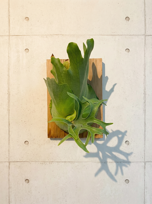 Coronarium “Philippine” Staghorn Fern