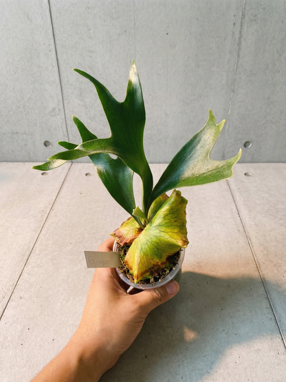 ビカクシダ platycerium alcicorne cv. Gorgon Alcicorne cv “Gorgon” - Medusa Staghorn – Platy & Co