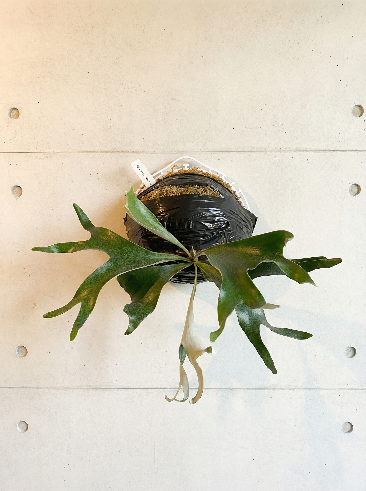 Alcicorne cv “Gorgon” - Medusa Staghorn – Platy & Co