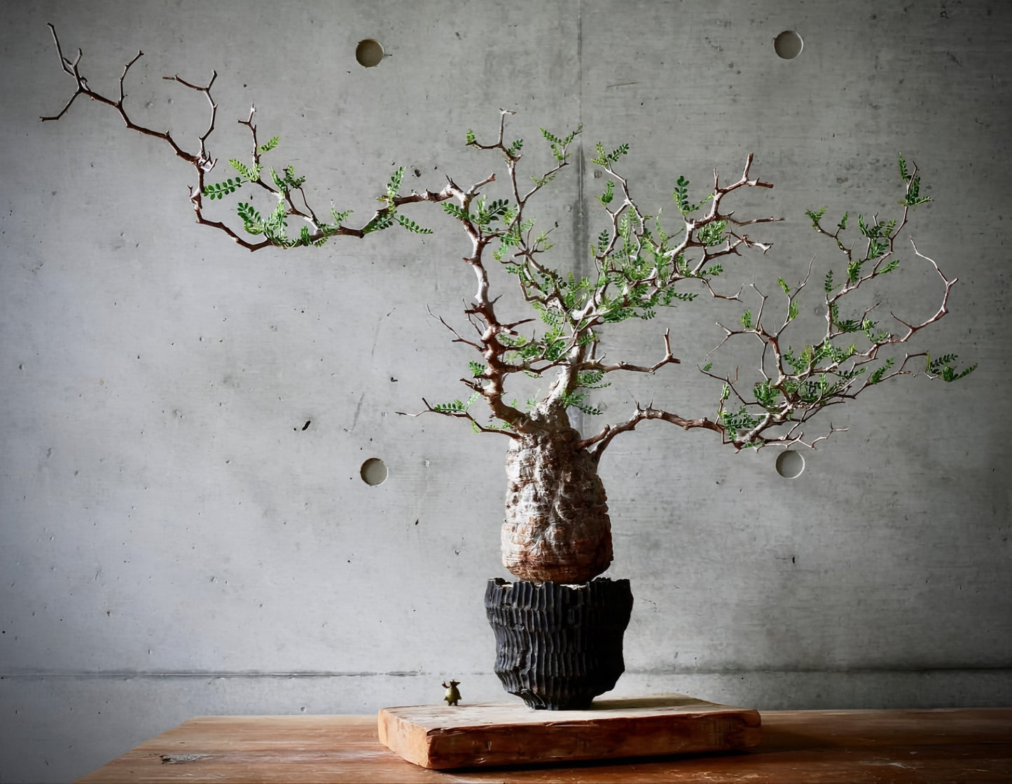 Operculicarya pachypus