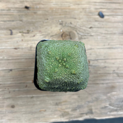 Pseudolithos cubiformis