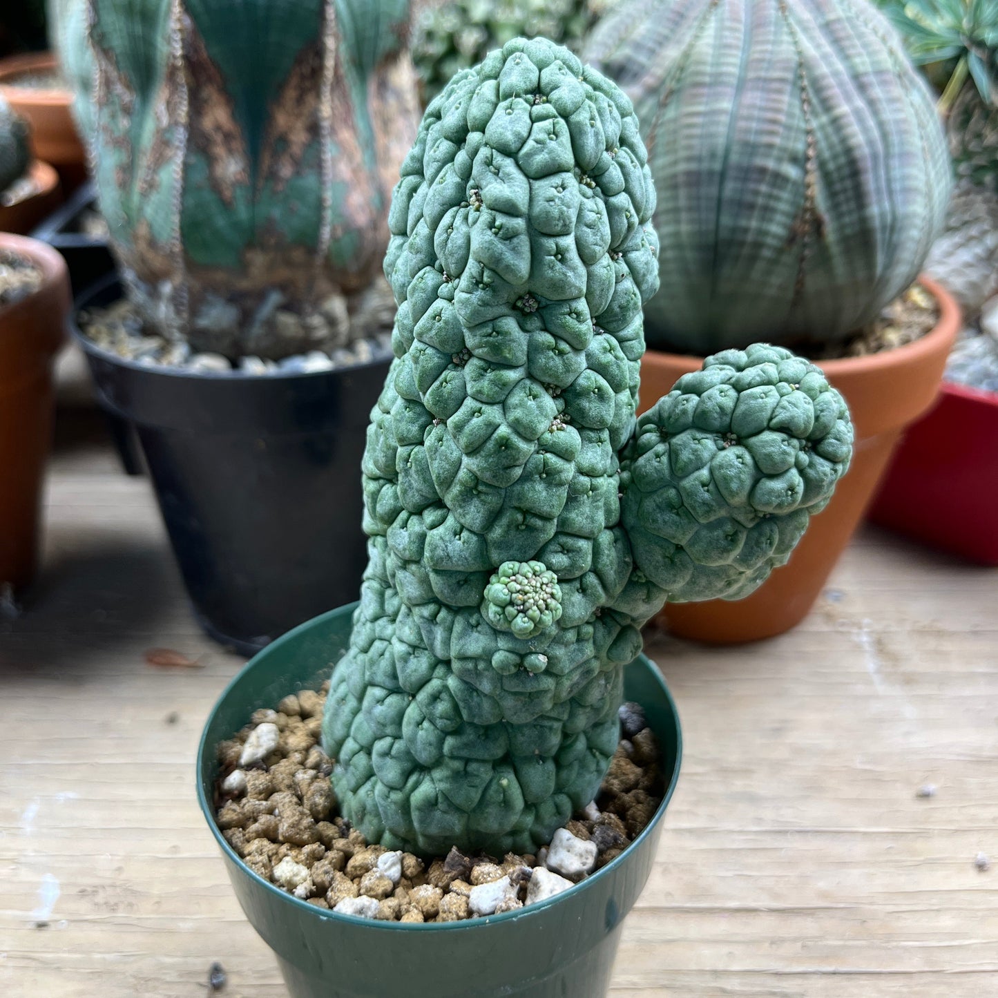 Larryleachia cactiformis: The Great Impostor