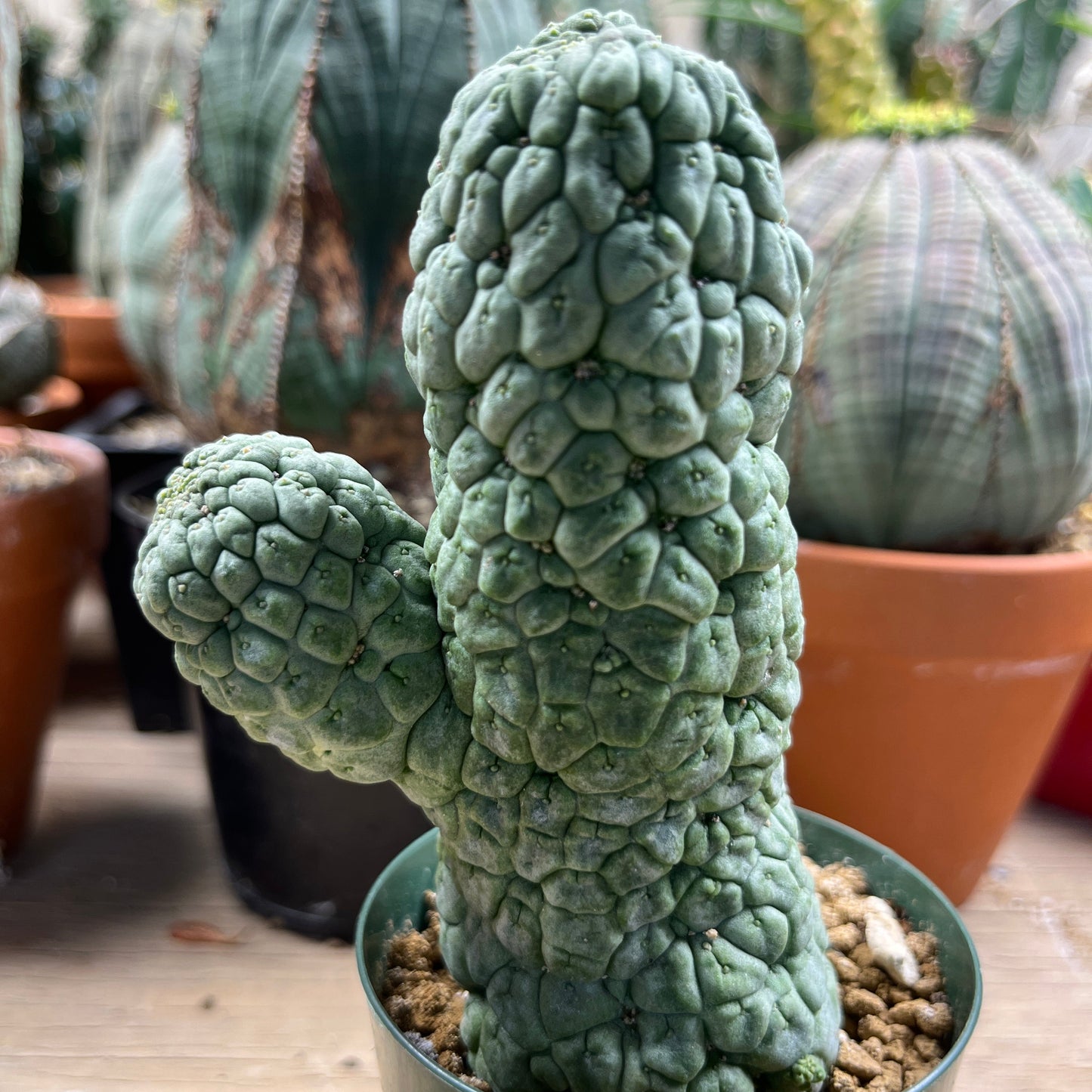 Larryleachia cactiformis: The Great Impostor