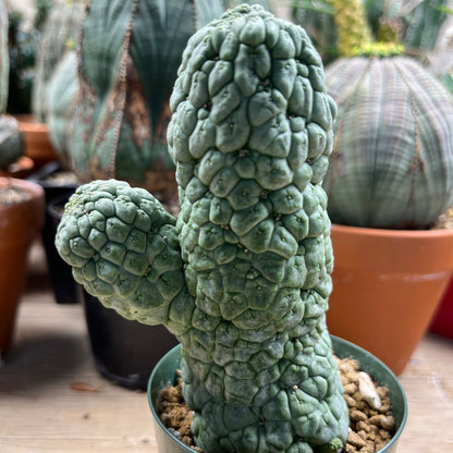 Larryleachia cactiformis: The Great Impostor