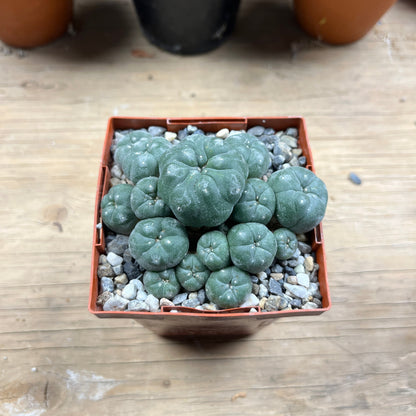 Lophophora williamsii var. caespitosa - The Desert's Secret Society