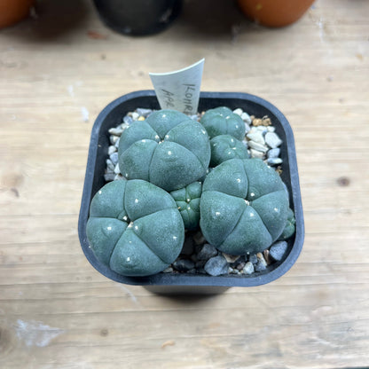 Lophophora williamsii var. caespitosa - The Desert's Secret Society