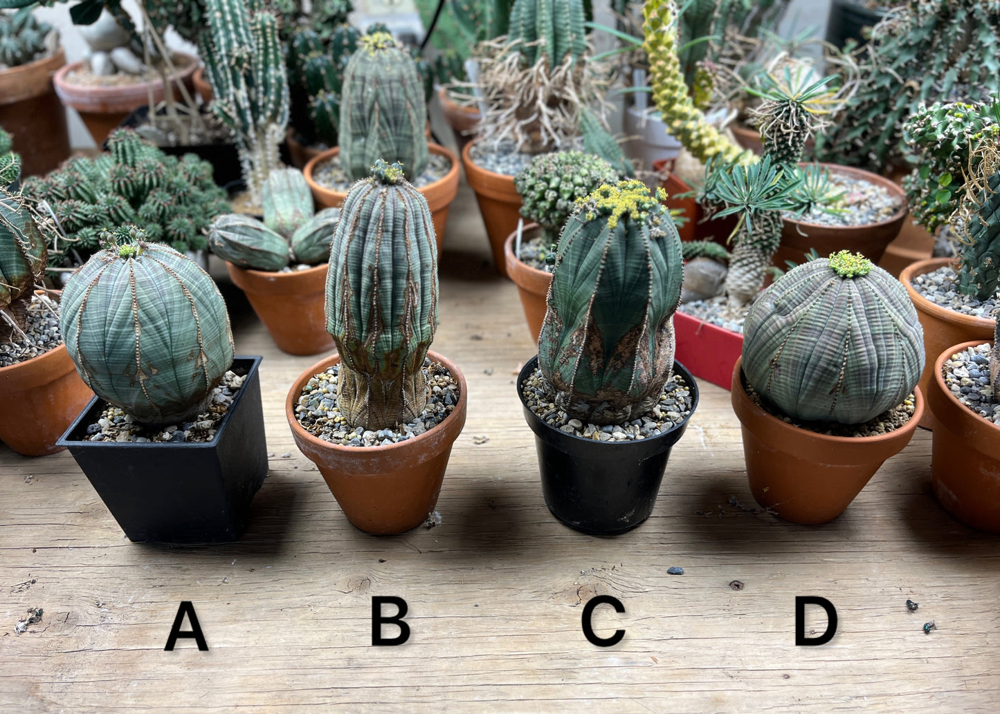 Euphorbia obesa - Nature's Perfect Equation