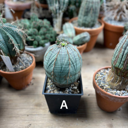 Euphorbia obesa - Nature's Perfect Equation