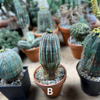 Euphorbia obesa - Nature's Perfect Equation