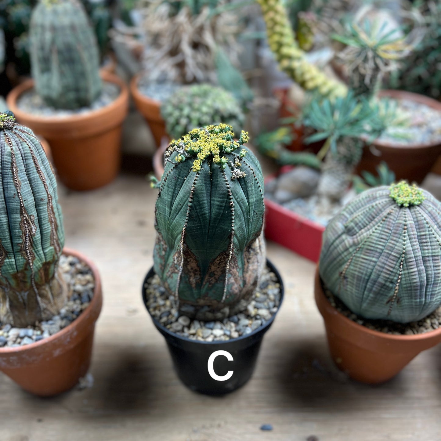 Euphorbia obesa - Nature's Perfect Equation
