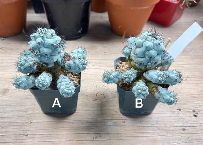 Ortegocactus macdougallii - The Last of Its Kind