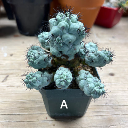 Ortegocactus macdougallii - The Last of Its Kind