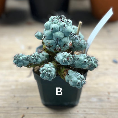 Ortegocactus macdougallii - The Last of Its Kind