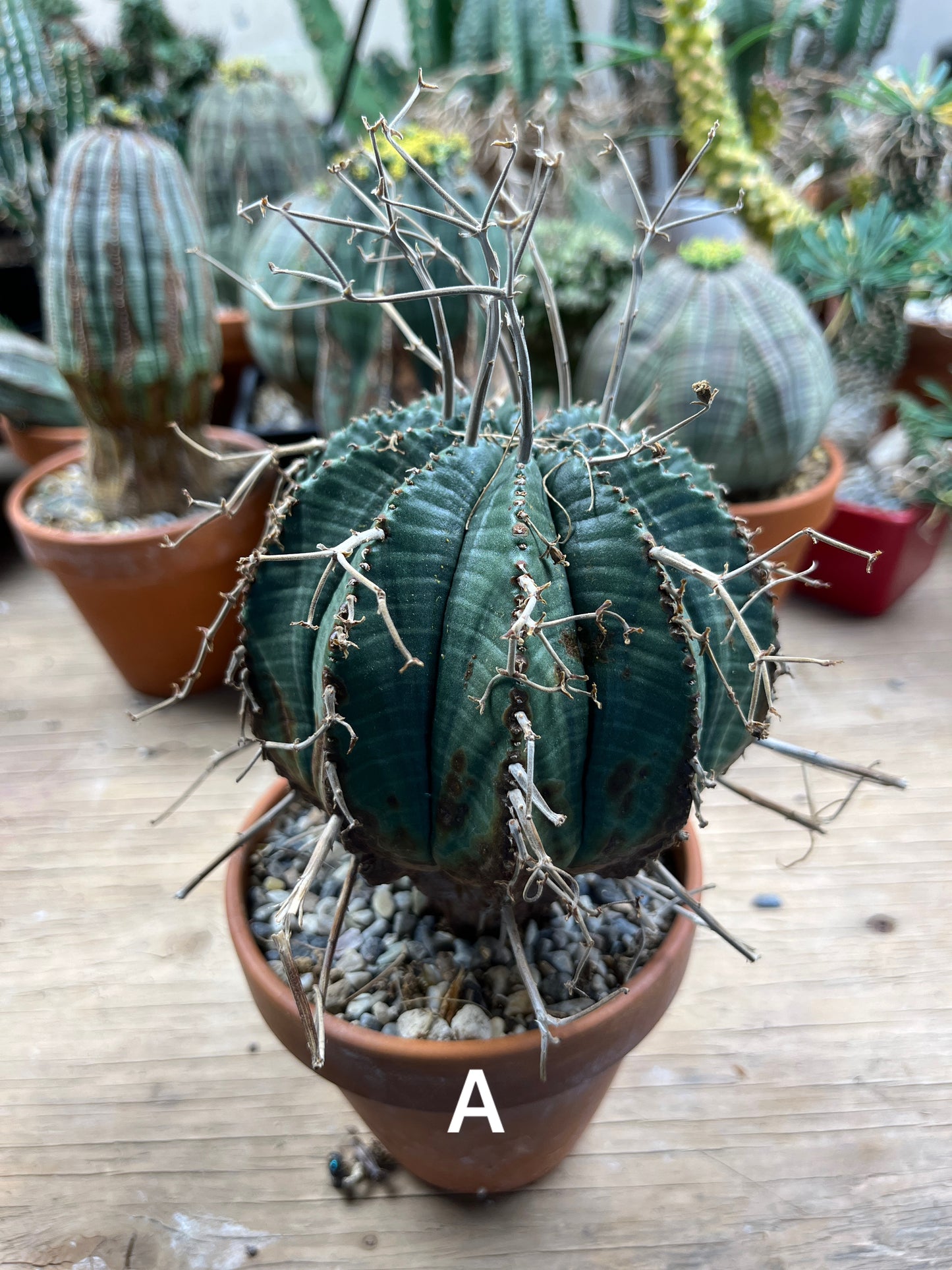 Euphorbia meloformis - The Desert's Forbidden Fruit