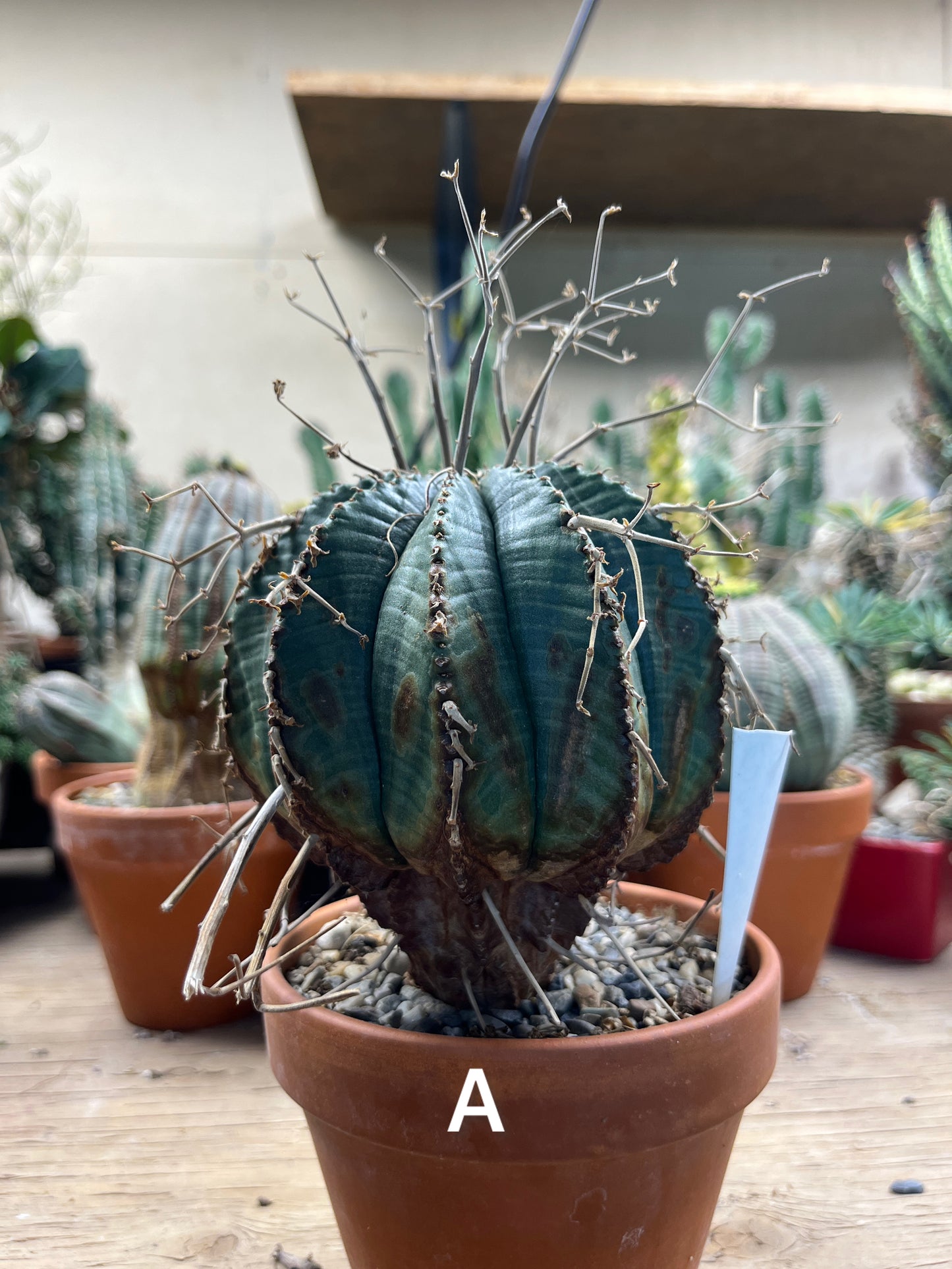 Euphorbia meloformis - The Desert's Forbidden Fruit