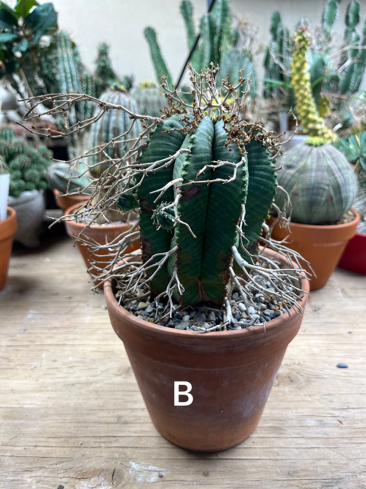 Euphorbia meloformis - The Desert's Forbidden Fruit