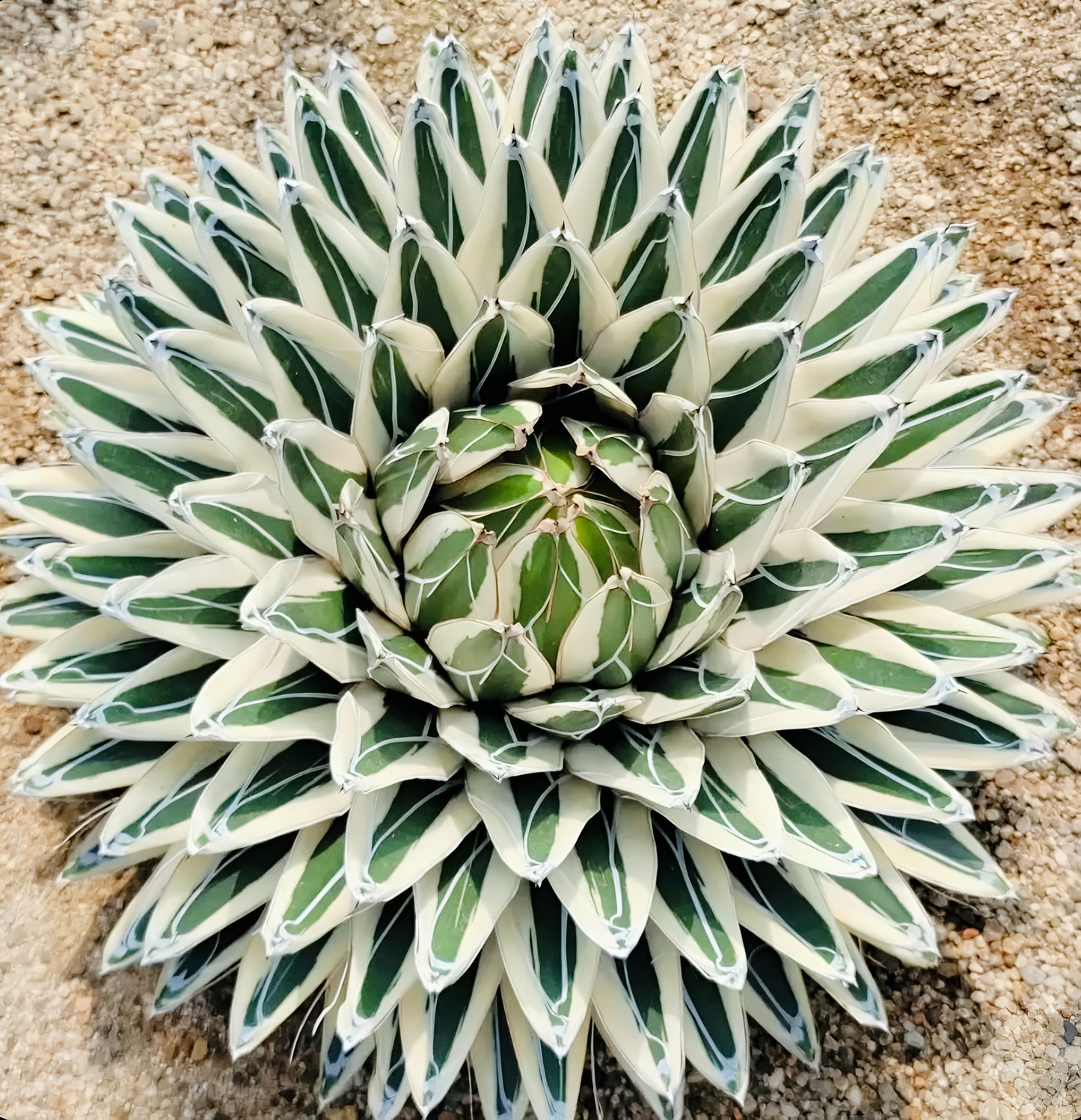 Agave victoriae reginae “white rhino”
