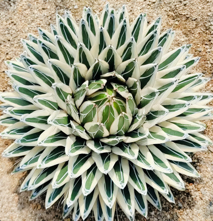 Agave victoriae reginae “white rhino”