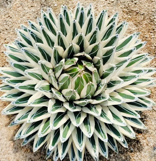 Agave victoriae reginae “white rhino”