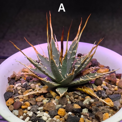 Agave utahensis: The Breeder’s Selection