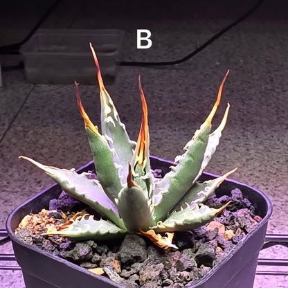 Agave utahensis: The Breeder’s Selection