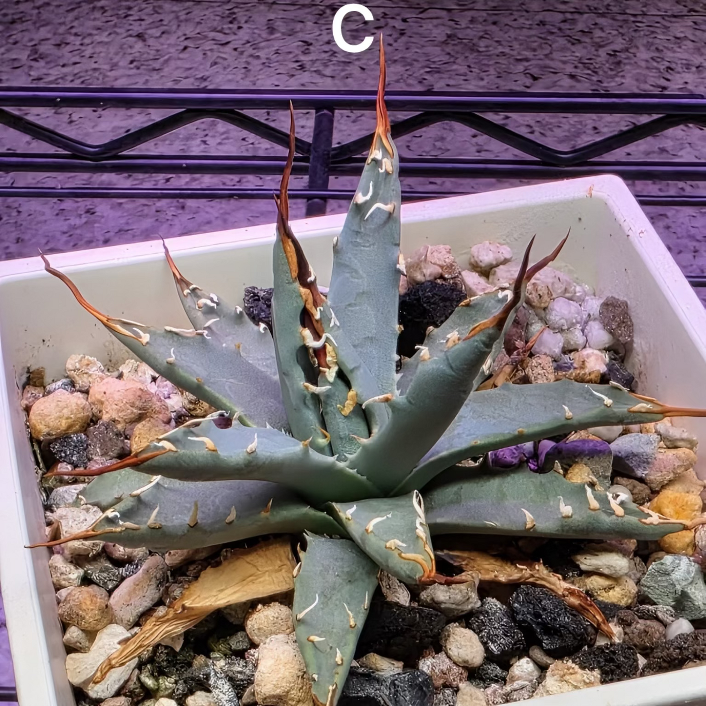 Agave utahensis: The Breeder’s Selection