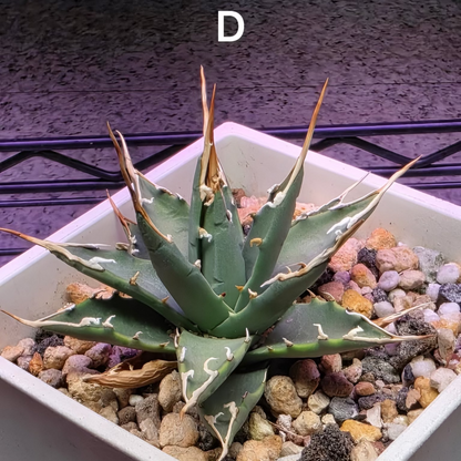 Agave utahensis: The Breeder’s Selection
