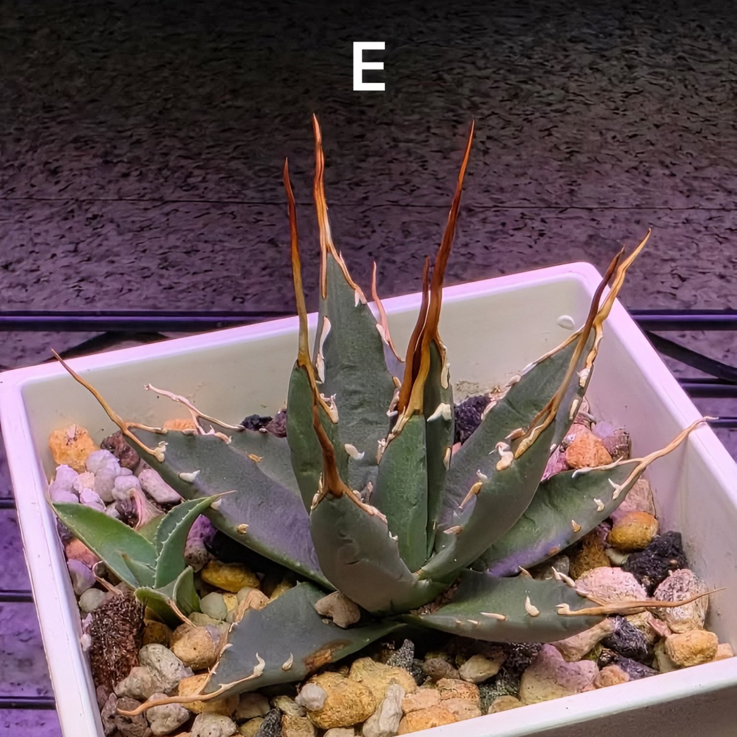 Agave utahensis: The Breeder’s Selection