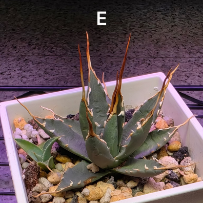 Agave utahensis: The Breeder’s Selection