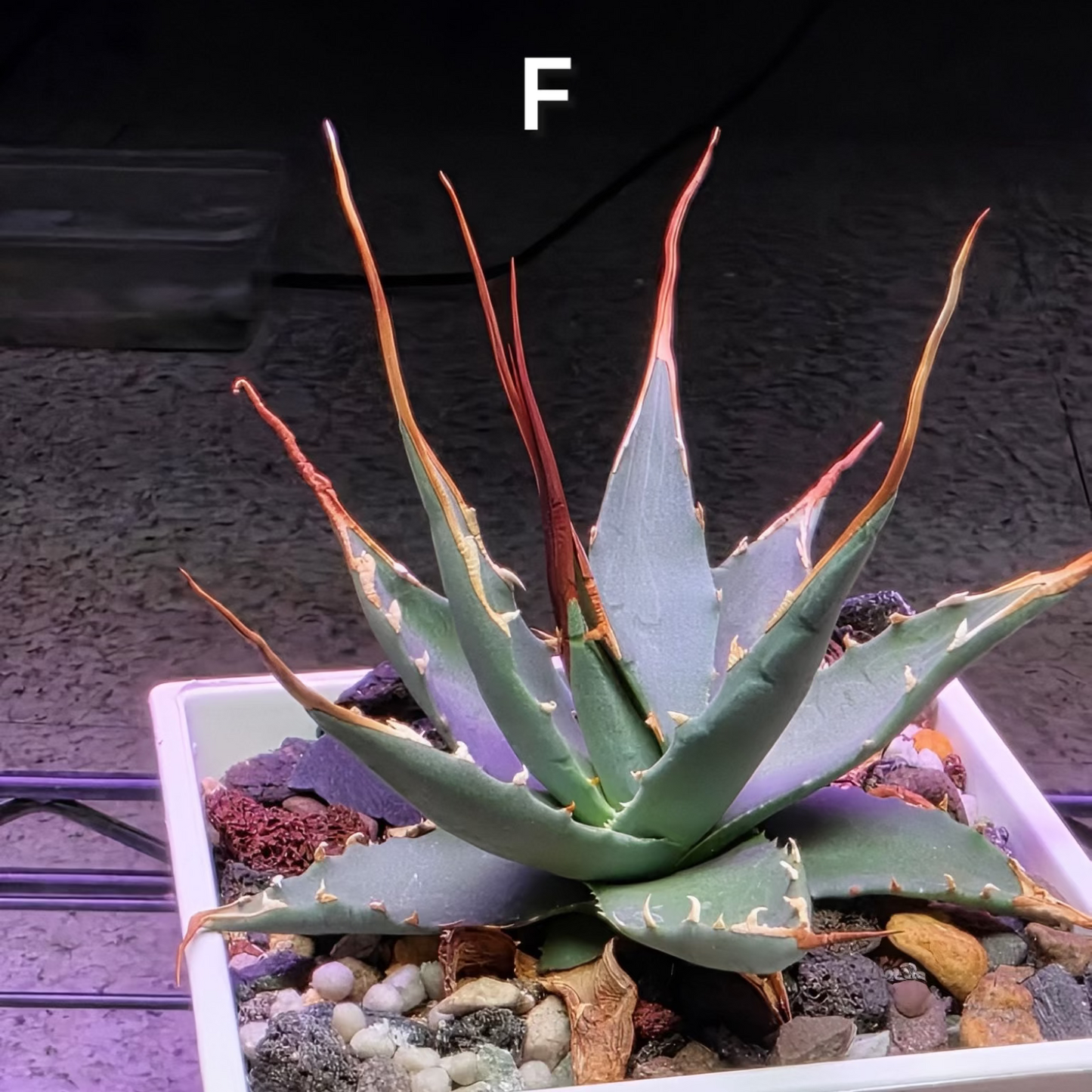 Agave utahensis: The Breeder’s Selection