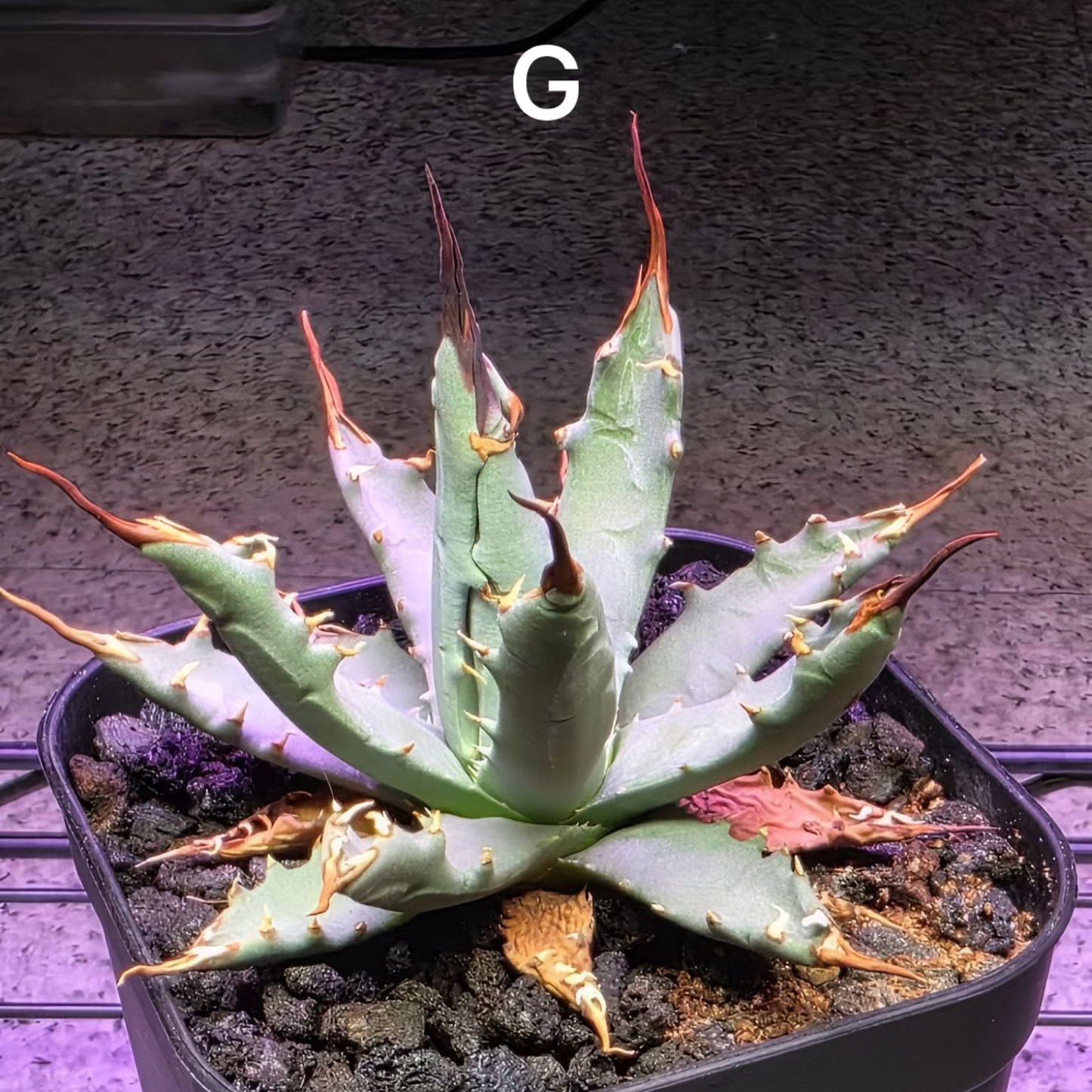 Agave utahensis: The Breeder’s Selection