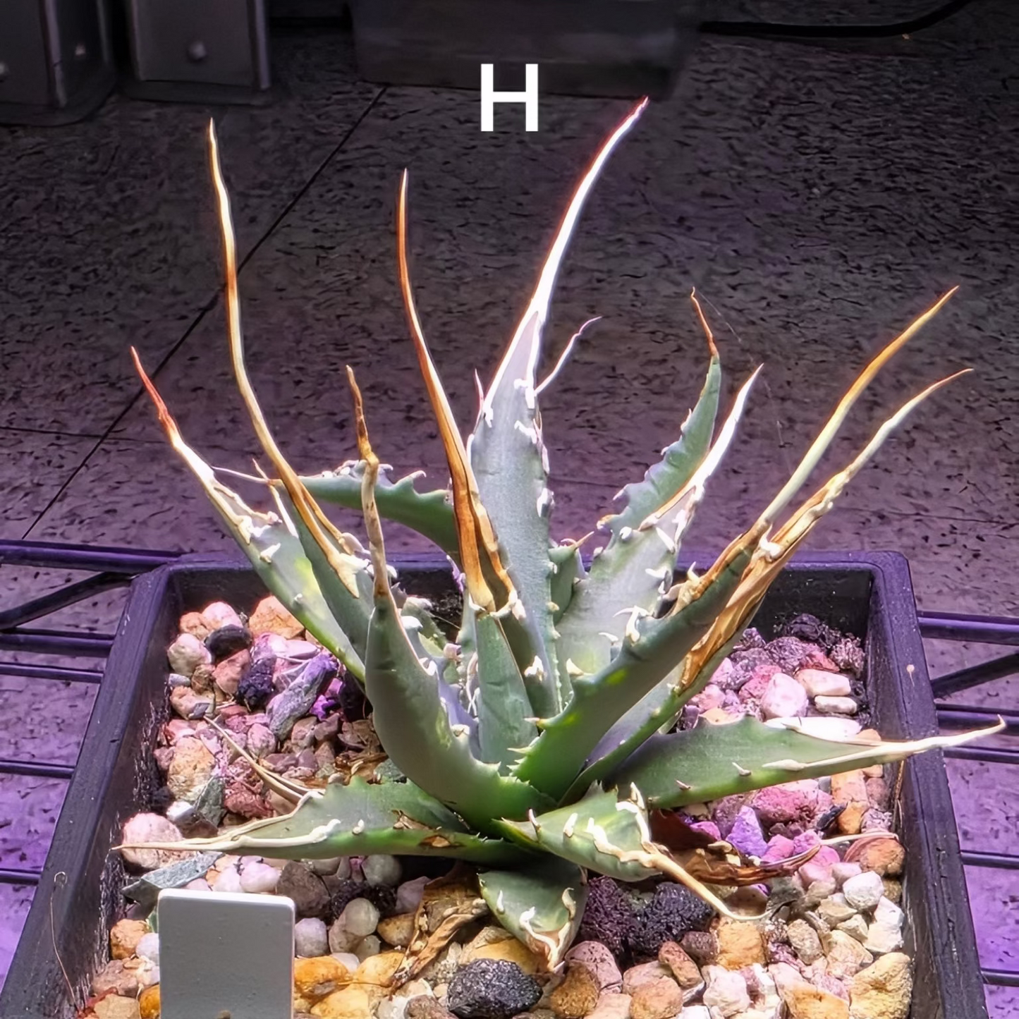 Agave utahensis: The Breeder’s Selection