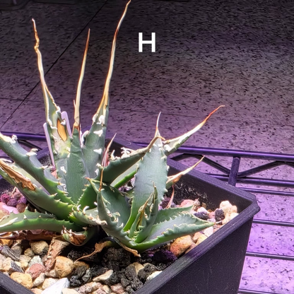 Agave utahensis: The Breeder’s Selection