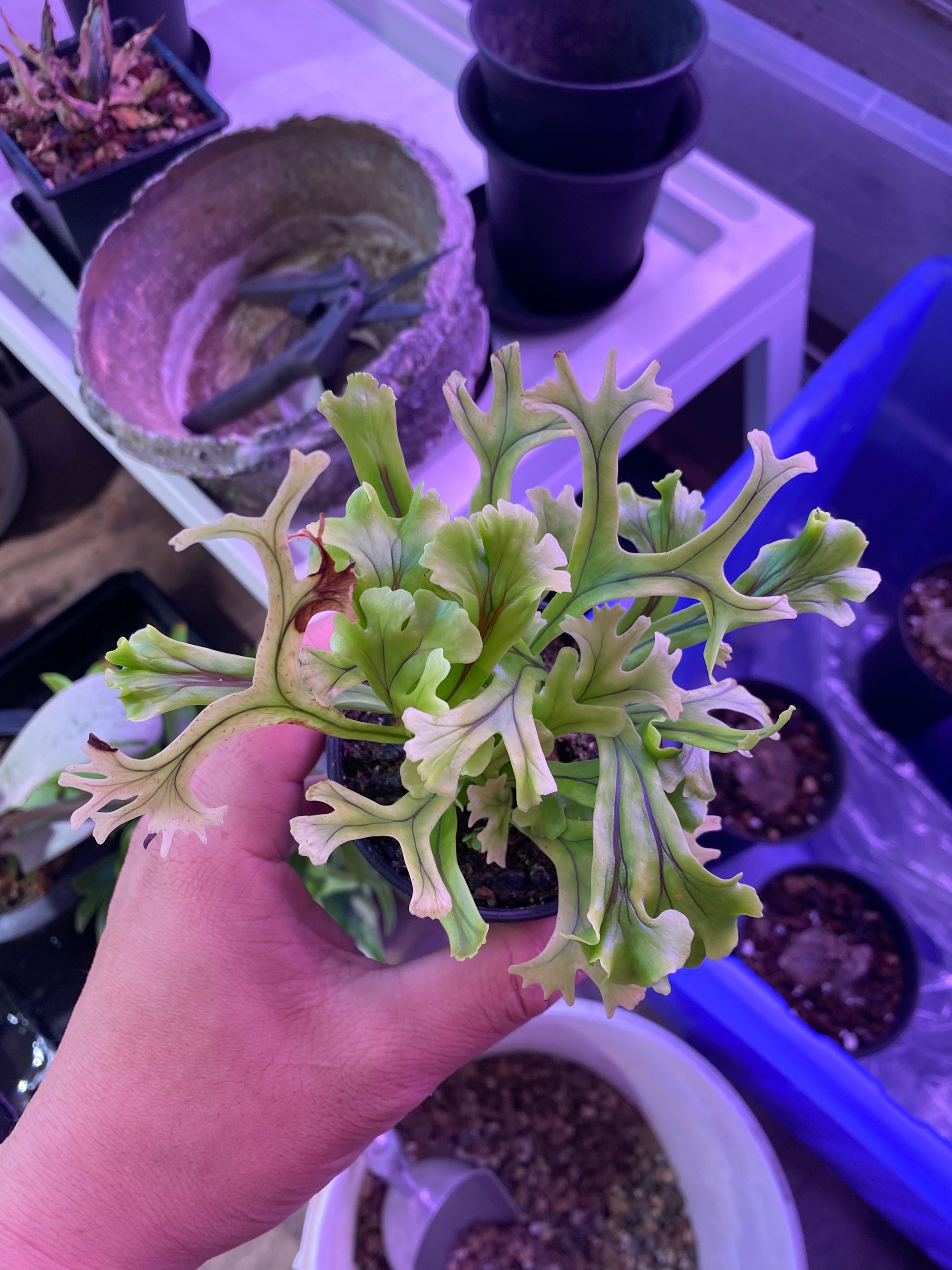 Microsorum sp 'Fireworks’ ミクロソリウム Microsorum sp. “fireworks” – Platy & Co