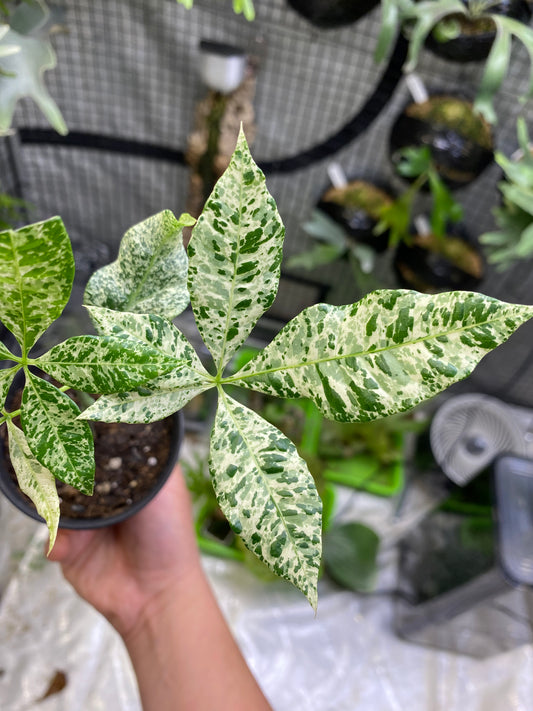 Variegated Money Tree (Pachira Aquatica)