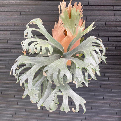 mounted Platycerium Banna #A 