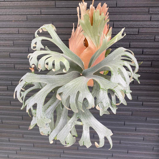 mounted Platycerium Banna #A 