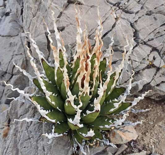 (COMING SOON) Agave Utahensis var. Eborispina - Seed Grown