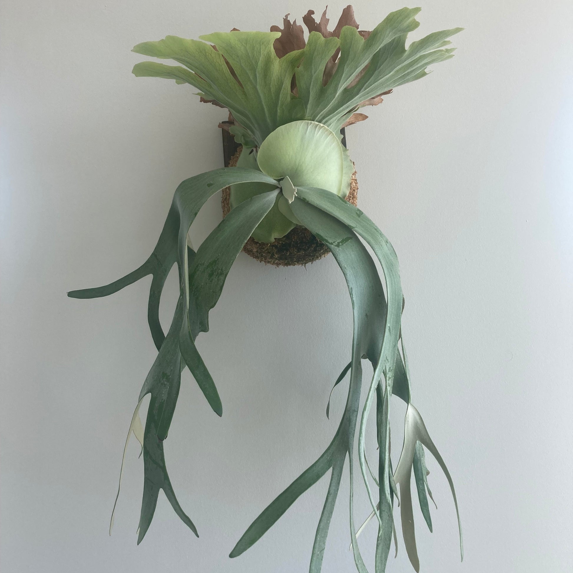 platycerium willinkii staghorn fern